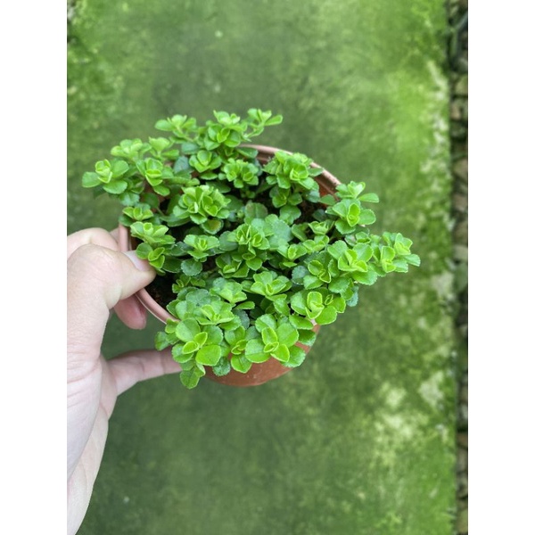 Chậu cứng Pilea depressal tiny tears- Sedum hoa hồng