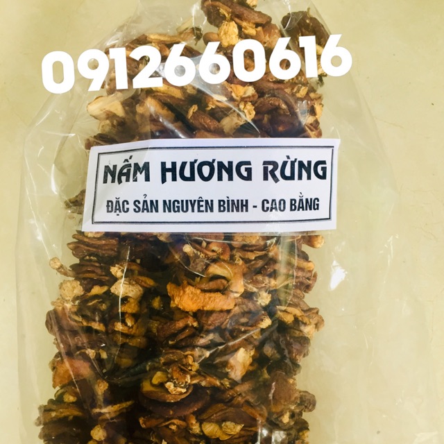 Nấm Hương Rừng