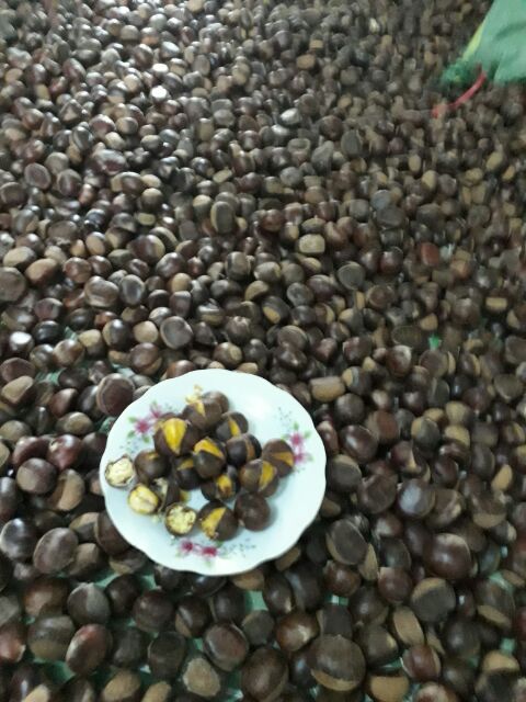 2KG hạt dẻ sống/dẻ tươi ngon cơm vàng bở hạt to