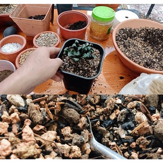 Giá thể trồng sen đá, xương rồng trộn sẵn đầy đủ đá, phân và bột tím - NeyuhGarden