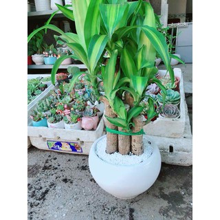 Chậu cây phát tài size đại Bán Chạy