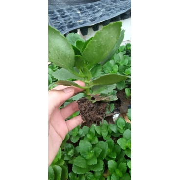 cây giống hoa sống đời 4 màu như ảnh đỏ, hồng, vàng, trắng hồng