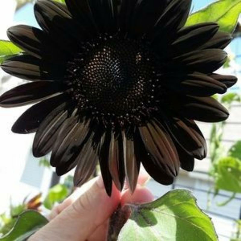 Hạt giống Hoa hướng dương Đen F1 (black sunflower) - 50 hạt