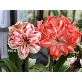 Lan huệ Sunshine Nymph(Amaryllis)