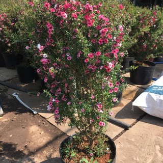Cây nhất chi mai hoa đổi màu