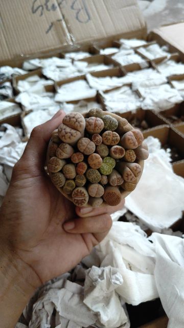 Sen Mông, Thạch Lan, Lithops (Chậu kiểu như ảnh)