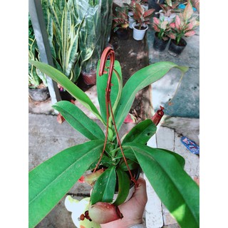 Cây nắp ấm cây ăn thịt côn trùng