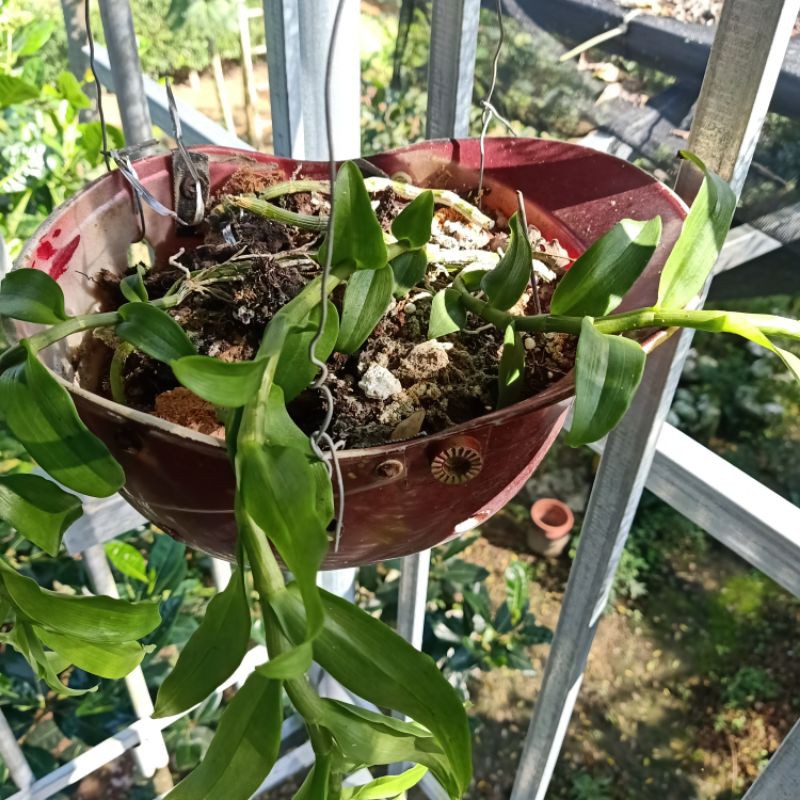 chậu lan phi điệp pù luông 3 thân