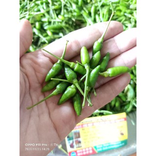 Sỉ 5kg ớt xiêm rừng