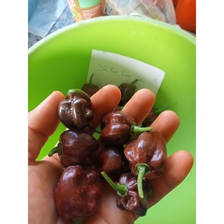 Trái ớt tươi habanero chocolate 20k/trái.