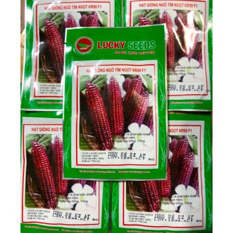 HẠT GIỐNG NGÔ NẾP TÍM NGỌT KR99 F1 LUCKY SEEDS