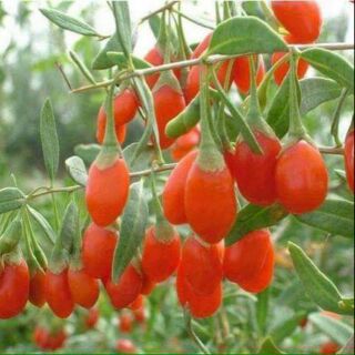 Hạt giống kỷ tử(khởi tử,củ khởi)