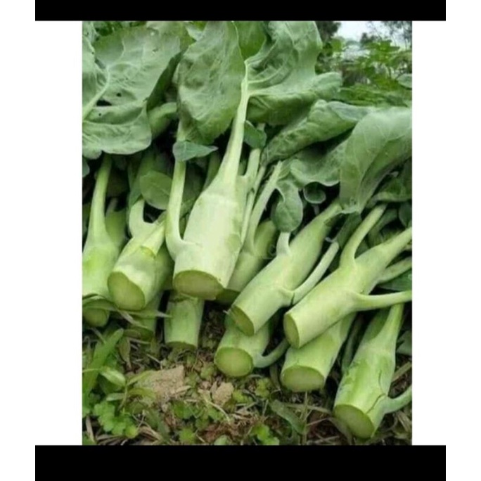 Hạt giống cải làn ăn bông (cải rổ) - rau củ quả trồng chậu, sân vườn ban công ngon giòn ngọt nảy mầm cao 5gr RADO328