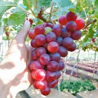 Cây Giống Nho Đỏ Leo Giàn