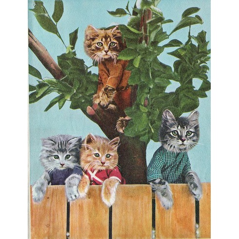 Set tranh đính đá 5D DIY họa tiết chú mèo nhiều kiểu tùy chọn đáng yêu kích thước 30x40cm dùng trang trí nhà cửa