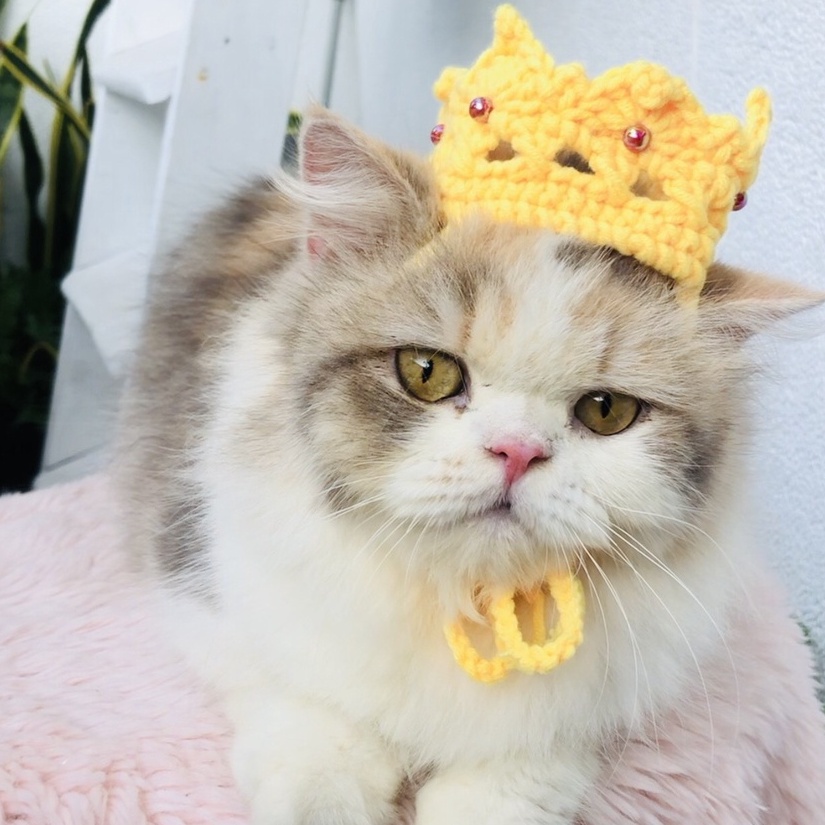 Mũ len cosplay đức vua cho chó mèo mũ nón cho hoàng thượng