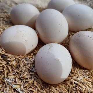 Trứng gà ta thả vườn ăn ngô và thóc