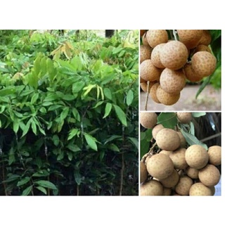COMBO 5 CÂY NHÃN GIỐNG KHÔNG HẠT(CÂY CẤY MÔ)