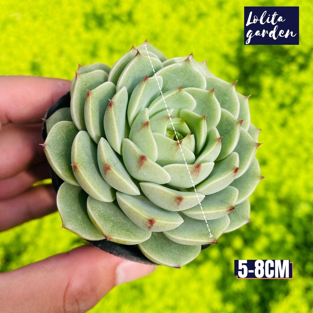 Sen đá vân mai Đà Lạt size bé cây cảnh trang trí nhà cửa Lolita garden