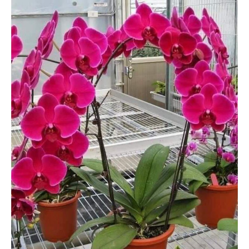 lan hồ điệp ngồng