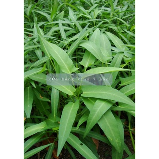 Rau Muống SN 100gr,1ký