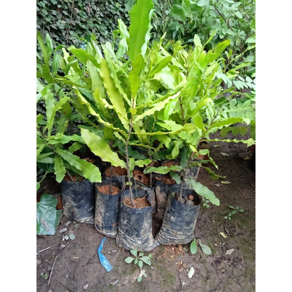Cây giống mắc ca cao 70cm - Đơn hàng thanh toán trước tặng vòi tưới nhỏ giọt