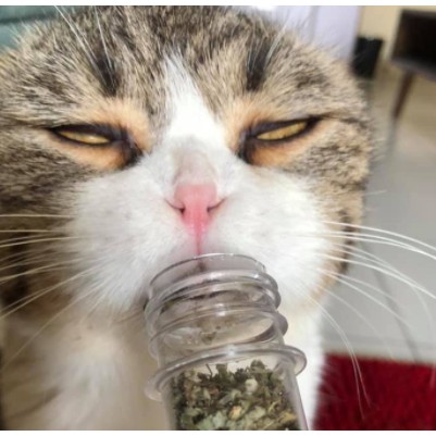 Ống Cỏ Mèo Bạc Hà Catnip Khô