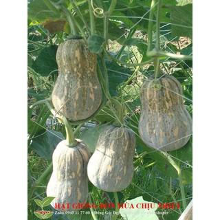 GÓI 10 HẠT GIỐNG BÍ ĐỎ HỒ LÔ luckyseed hạt siêu rẻ