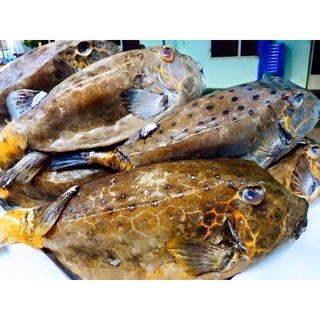 Cá biển, Cá Bò Hòm size bự, bao tươi ~1.2kg/con