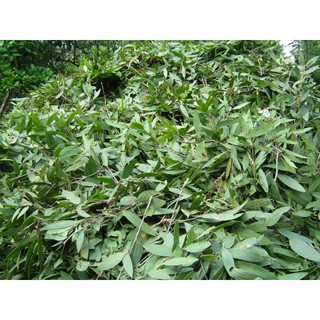 Tinh dầu treo xe Lê Quế 7ml