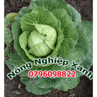 Hạt giống rau Bắp cải xanh