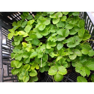 Cây Dâu Tây bầu (combo 5cây)