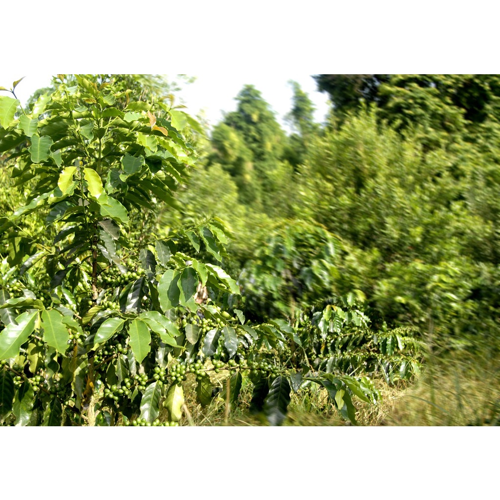 Cây Cà Phê arabica