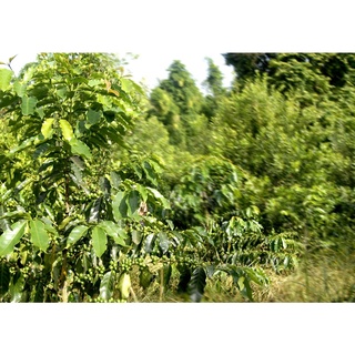 Cây Cà Phê arabica (Giống Chuẩn)