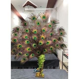 combo 29 cành lông cực đẹp mắt to dành để bày ban ông thần Tài .