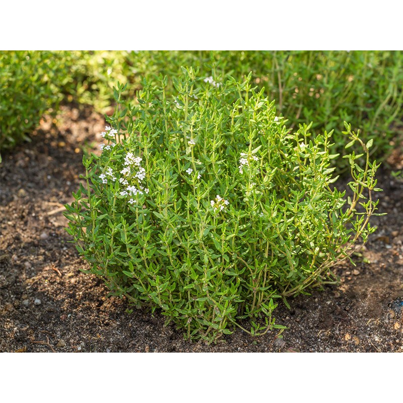 Hạt Giống Cỏ Xạ Hương Thyme 100H