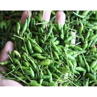 Hạt Giống Ớt Xiêm Thái Lan