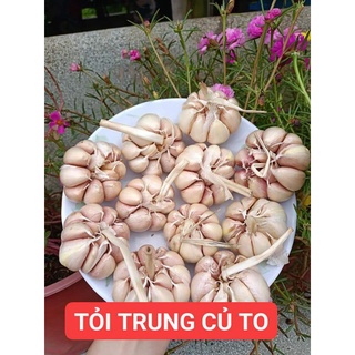 Tỏi trung củ to, tép chắc thơm ngon
