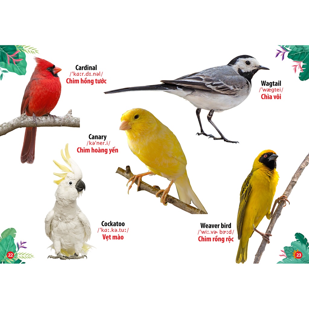Sách Thư Viện Hình Ảnh Song Ngữ Đầu Tiên của bé - Thế Giới Loài Chim
