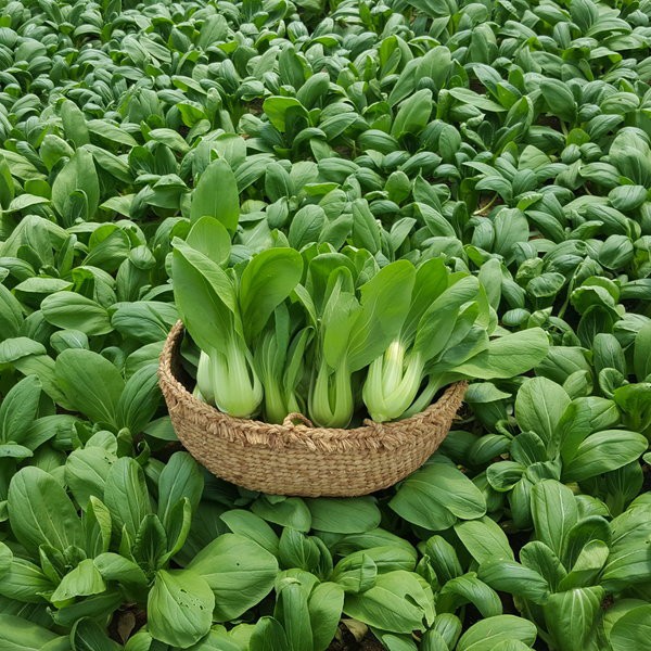 Hạt Giống Rau Cải Thìa/ Cải Chip  - Giòn, Ngọt, Bổ Dưỡng - MUA 3 TẶNG 1 CÙNG LOẠI