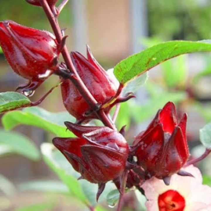 Hoa atisô đỏ sấy khô (Bụp giấm) - Bịch 180g
