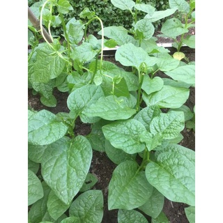 Hạt giống Rau, Mồng Tơi, Mùng Tơi f1 (Lá Lớn)