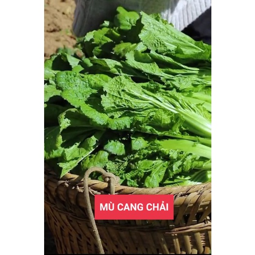 Hạt giống rau cải mèo thuần chủng túi 20gr