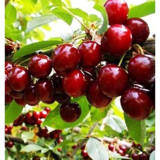 Hạt Giống Quả Anh Đào ( Quả Cherry)10 hạt