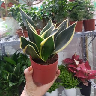 Cây lưỡi hổ thái - TẶNG KÈM PHÂN BÓN