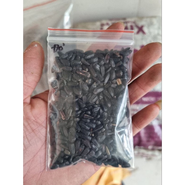 Hạt giống hoa Hướng Dương Đỏ - gói 100 hạt