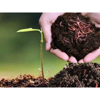 PHÂN TRÙN QUẾ NGUYÊN CHẤT LAVAMIX 2KG