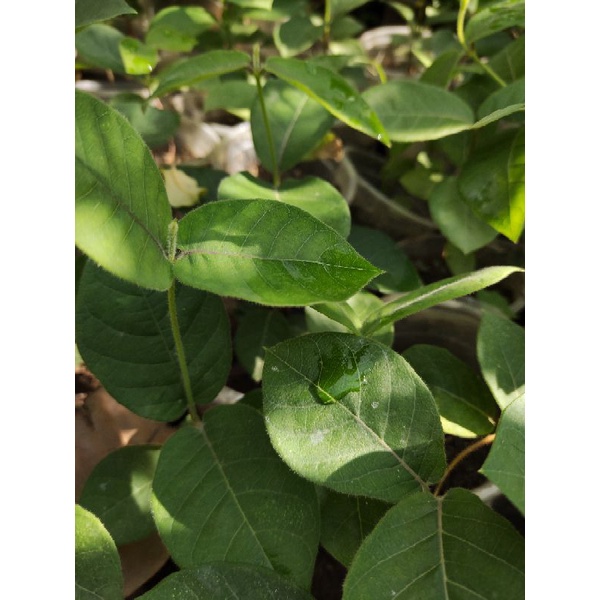 Cây Hà Thủ Ô Trắng