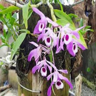 Hoa phong lan- hoàng thảo kèn