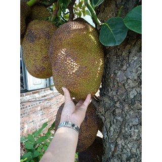 Cây Mít Dai Ta Cho Quả Ngọt Thơm